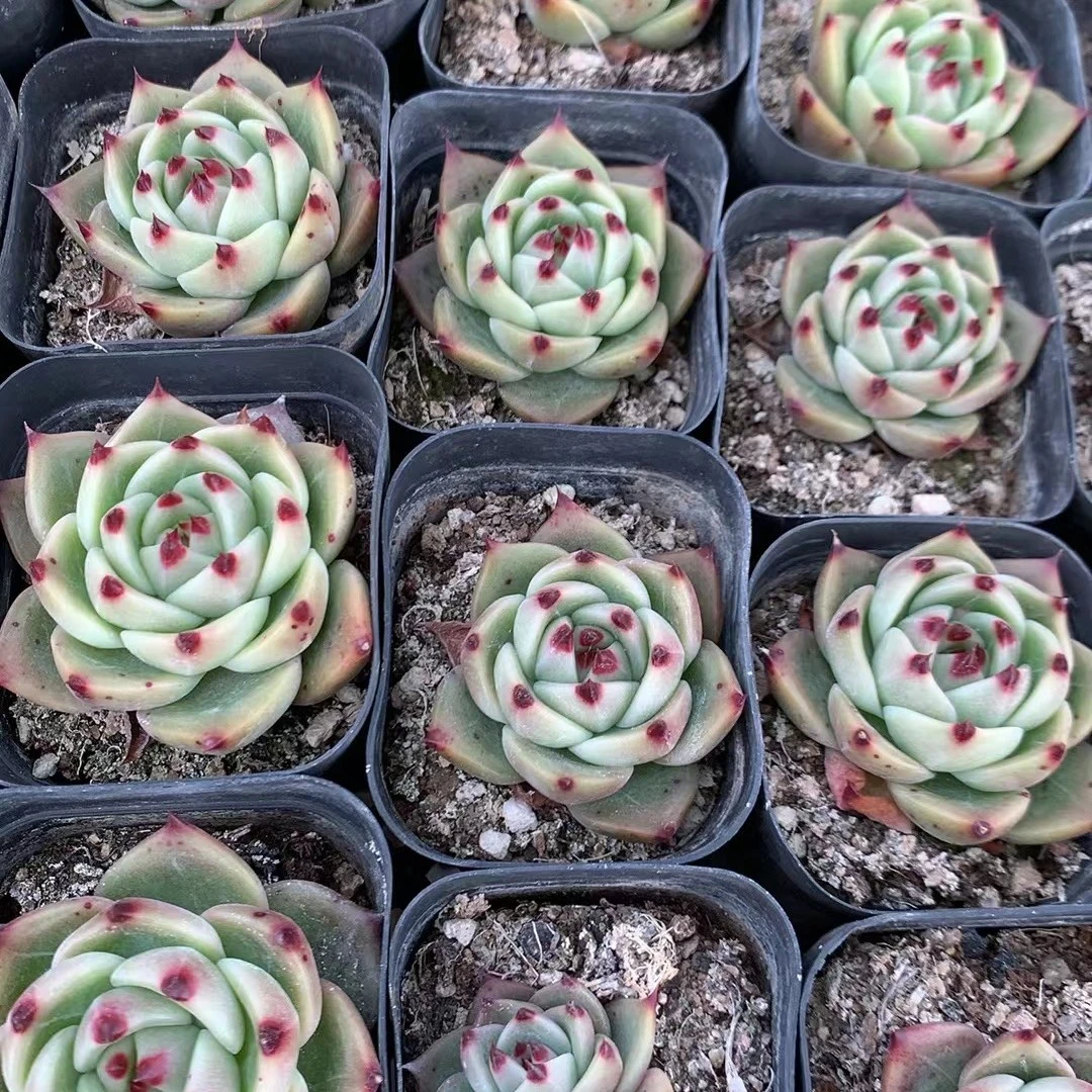 24号（凑单满12.8元包邮）蓝龙多肉65#杯