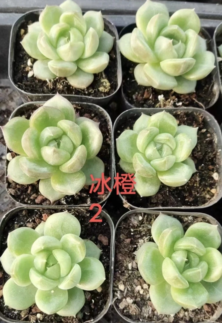 38号(凑单满18元包邮)冰橙多肉,冰透