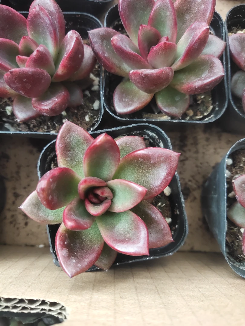 86号（凑单满12.8元包邮）丰沛玫瑰多肉