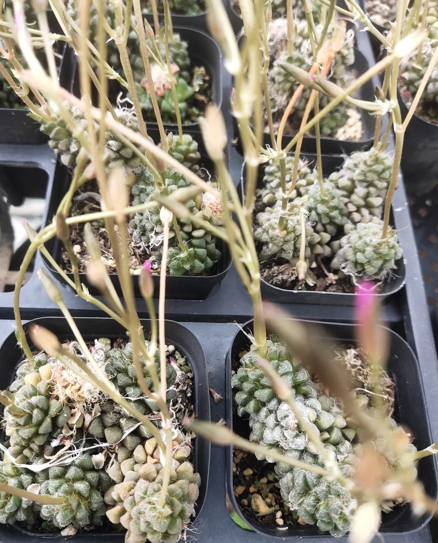 92号（凑单满12.8元包邮）茶笠，块根多肉