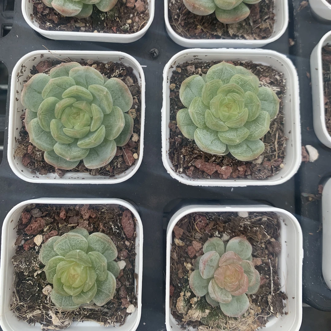 53号（凑单满12.8元包邮）白色恋人多肉