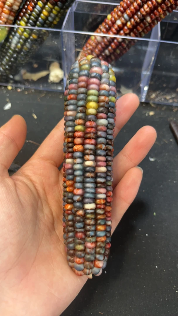 直播间 文玩玉米一物一拍 私拍不发