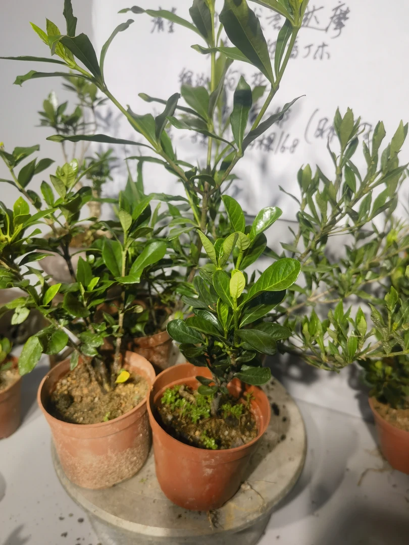 栀子花  一寸达摩喜黛誉清誉