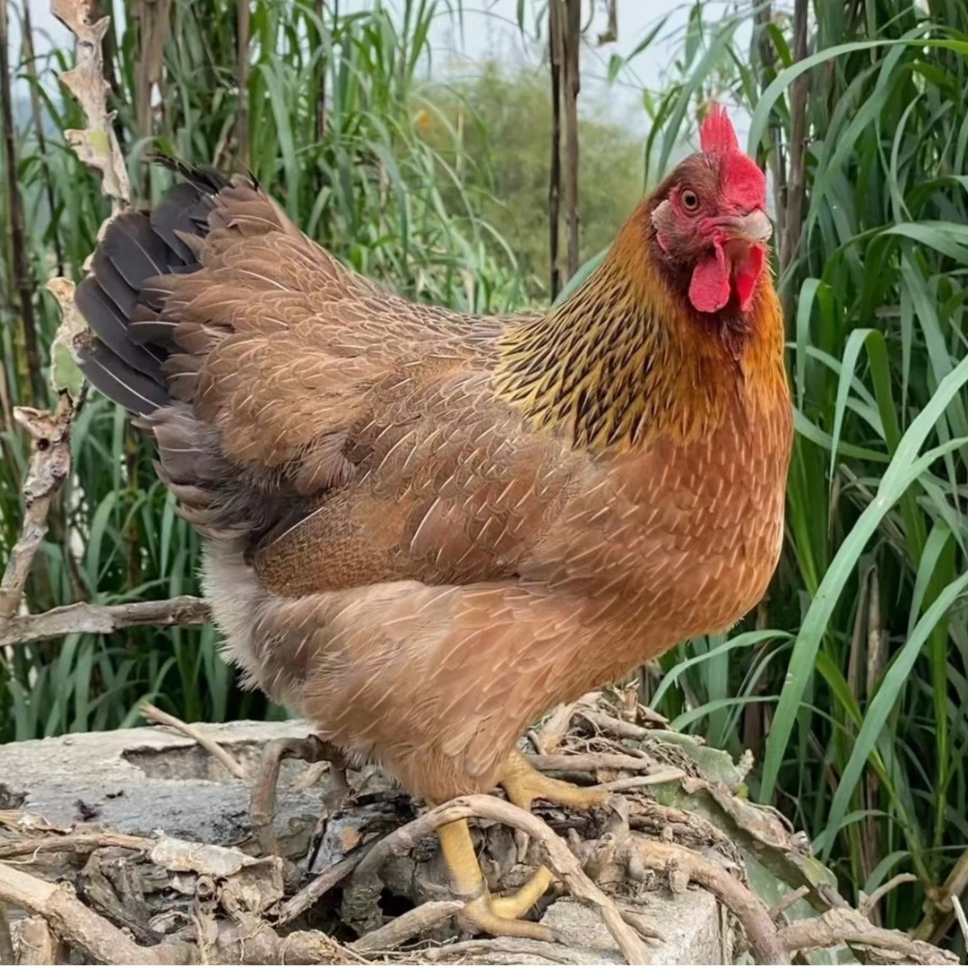 550天清远土鸡老母鸡煲汤专用散养喂五谷净重约2.4斤送清補凉汤料