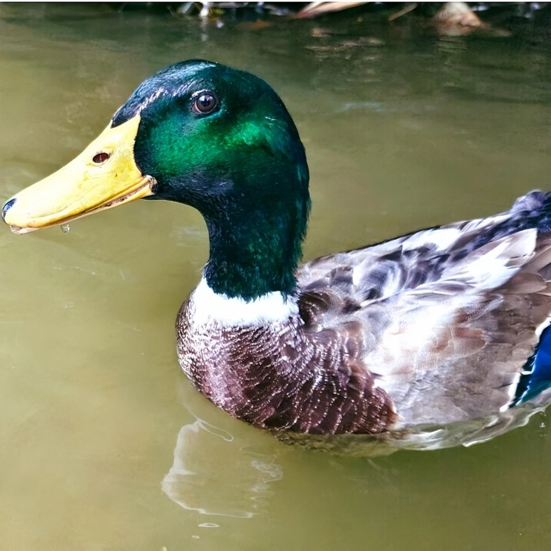 140天清远青头鸭山泉水自然放养正宗土鸭子现宰保鲜净重4-4.5斤