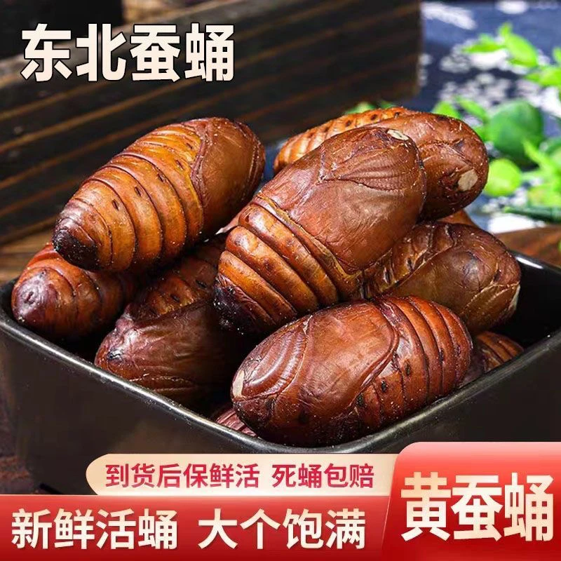 顺丰发货 东北特产鲜活蚕蛹优质黄茧蛹保鲜黑蝉蛹烧烤批发蚕蛹