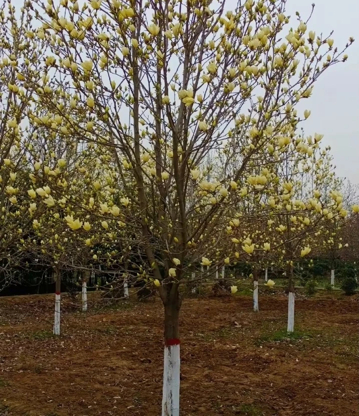黄玉兰树苗庭院绿化植物红白紫玉兰花卉盆栽精品玉兰耐寒风景树