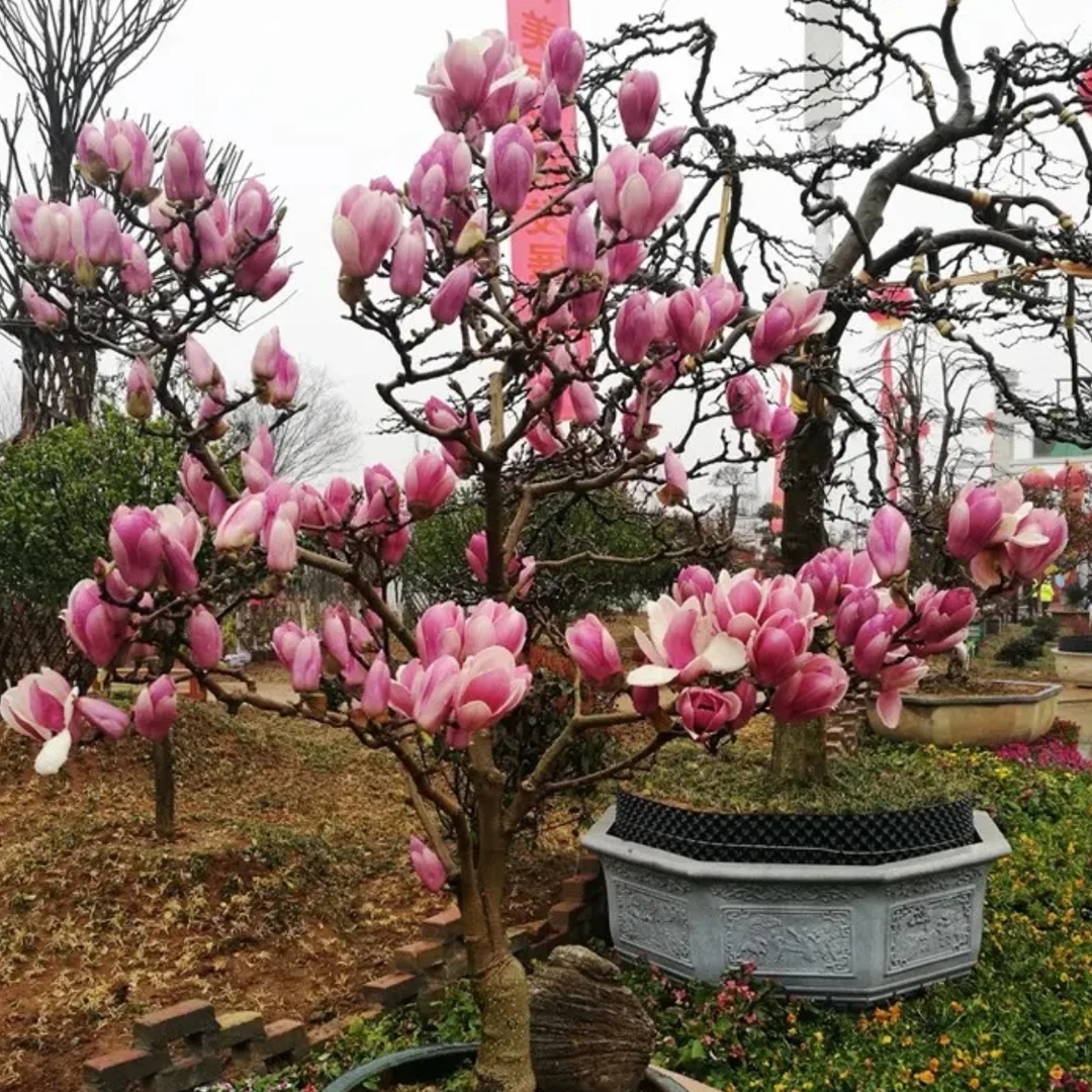 如意玉兰树苗紫玉兰 庭院盆栽地栽绿化树苗玉兰苗