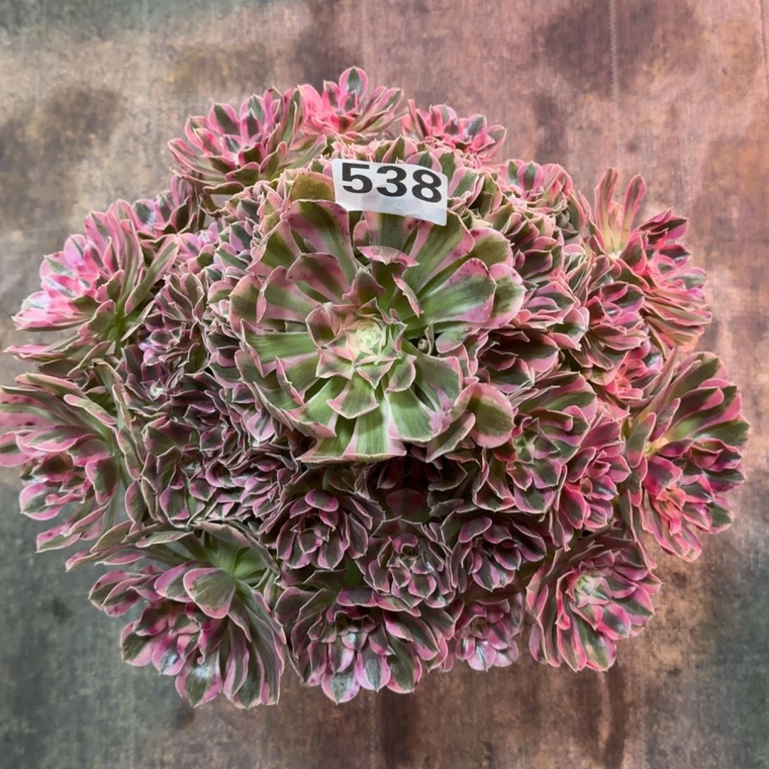 用**缘538！胭脂雪法师多肉植物