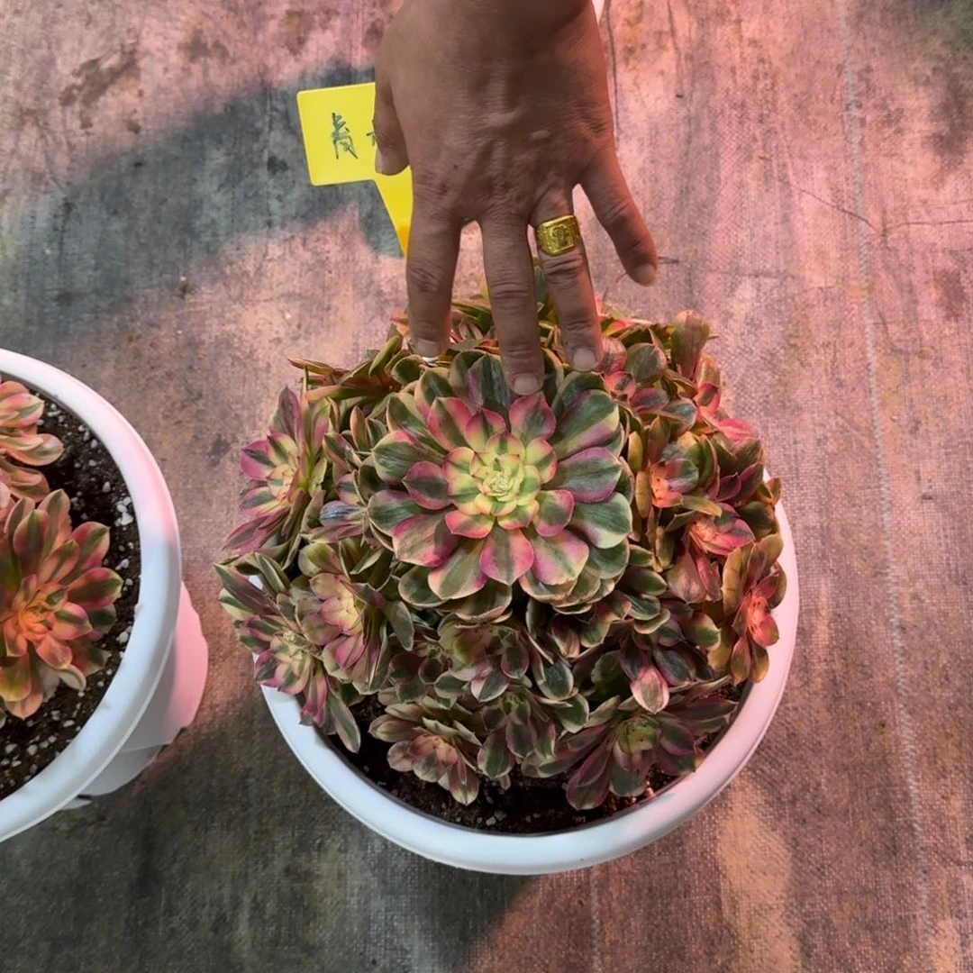 青**。荔枝法师多肉植物