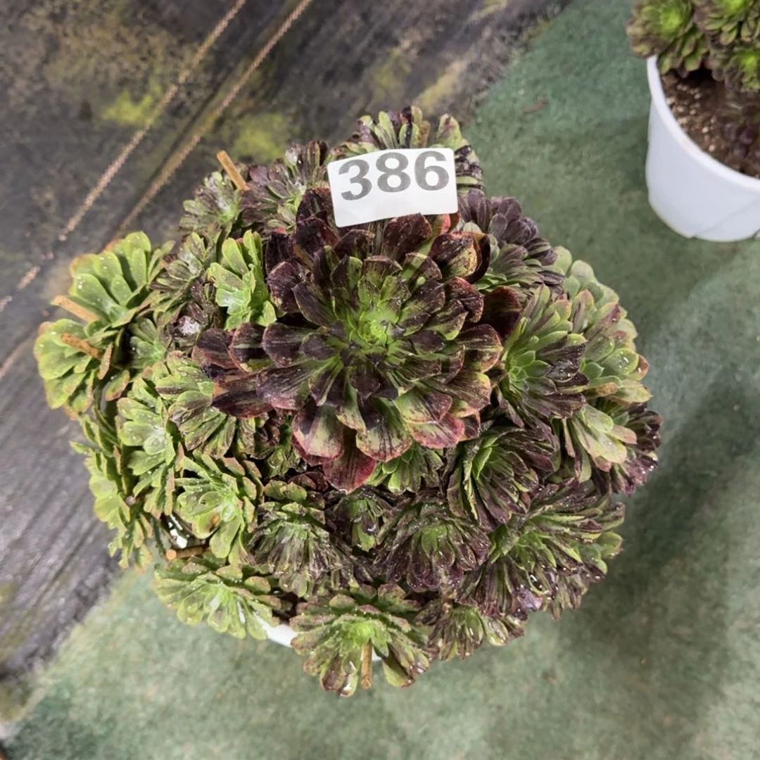 q****e386！墨兰迪法师多肉