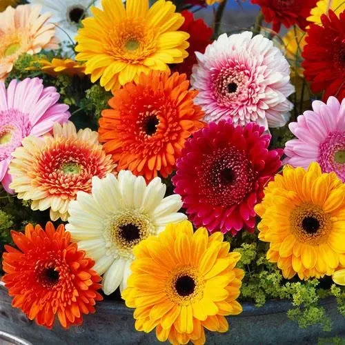 非洲菊种子四季室内阳台国产盆栽花卉花草植物种子扶郎花种子