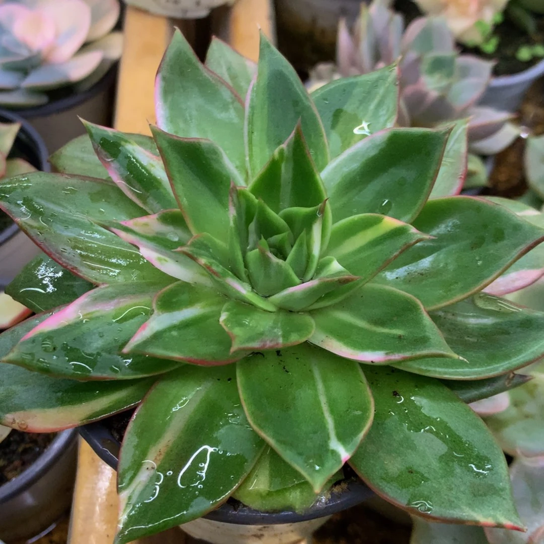 藏宝图jin jin jin jin