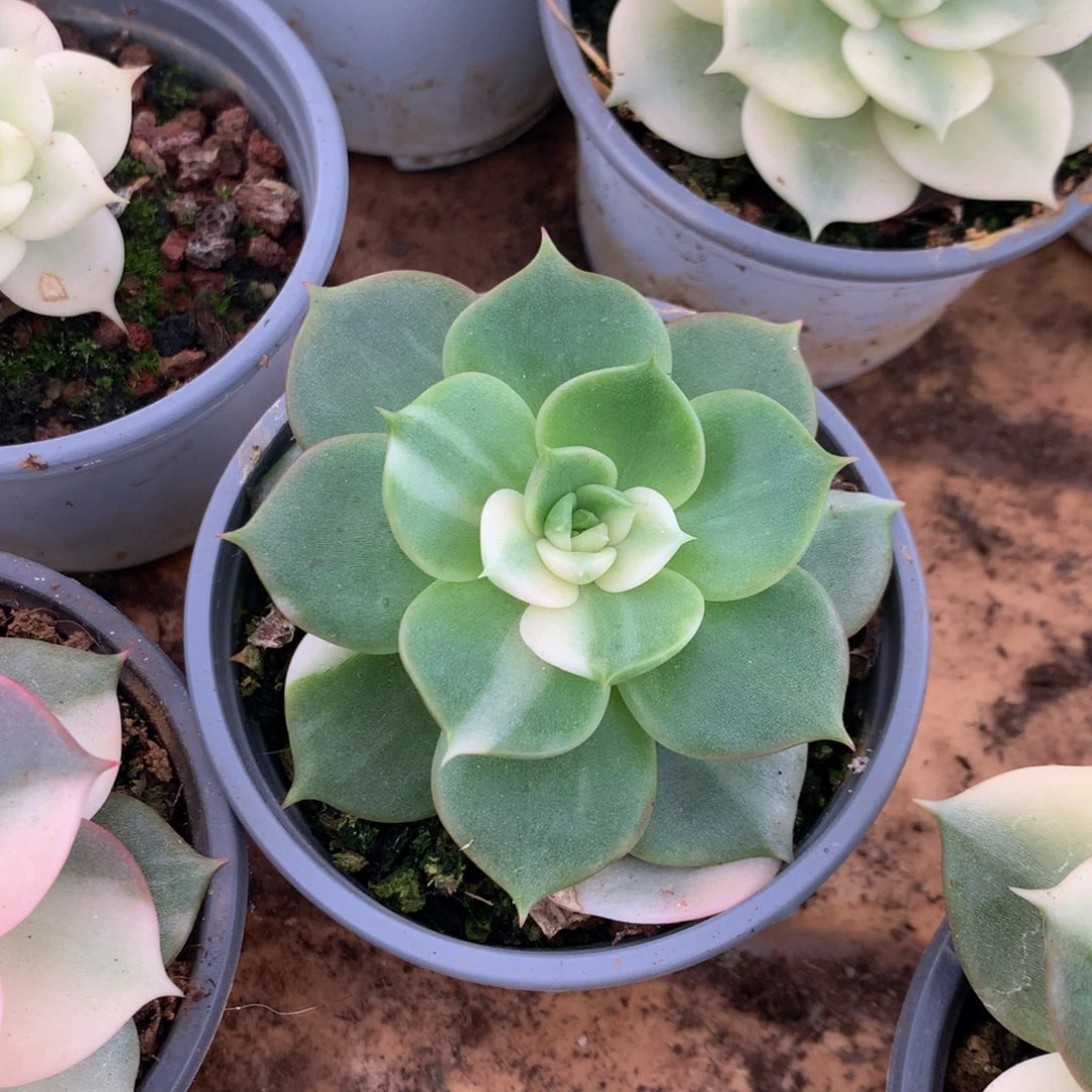 洞**力贝加尔湖jin jin jin j