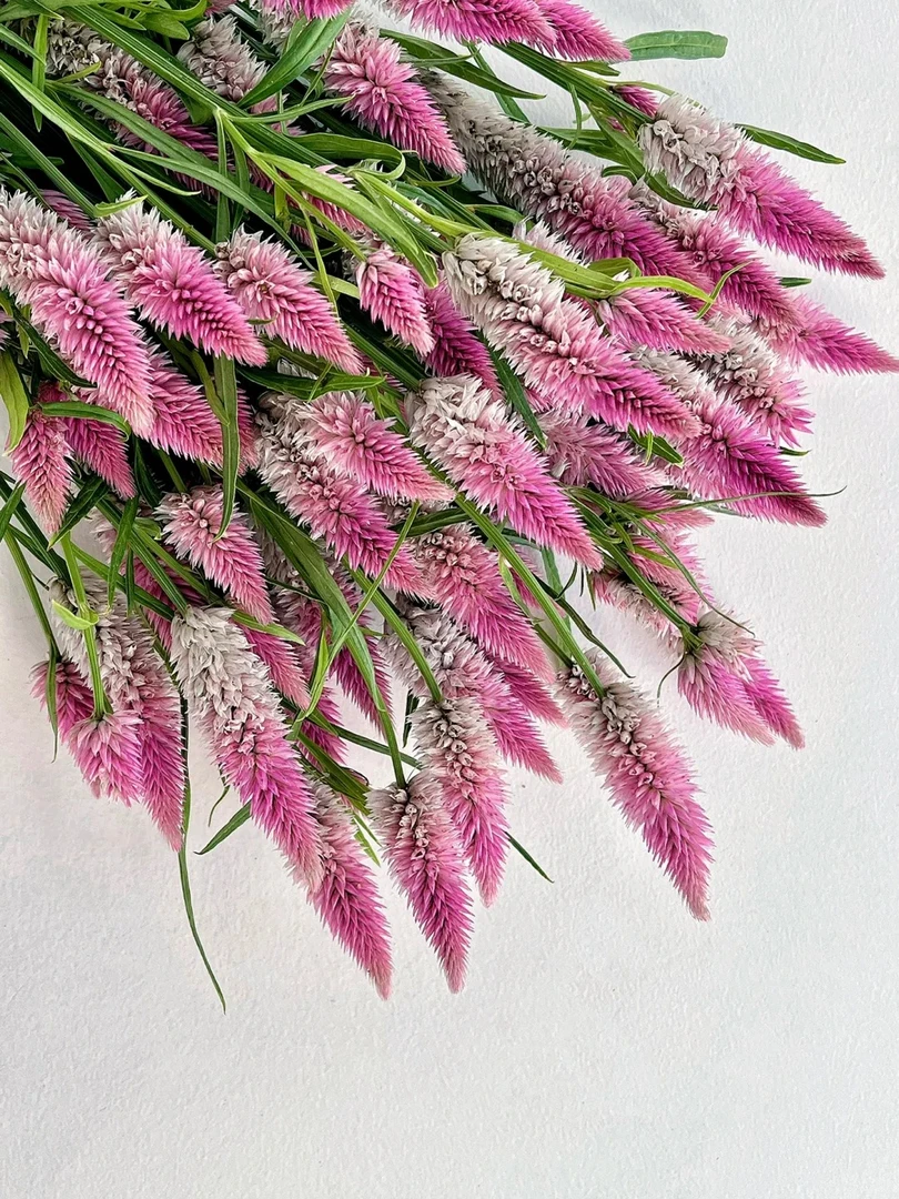 [满两单包邮] 凤尾花1扎 任意两单包邮