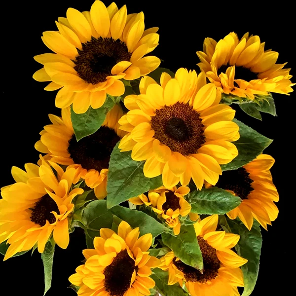 [满两单包邮]向阳而生 黑心向日葵5枝 中大花苞  任意两单包邮