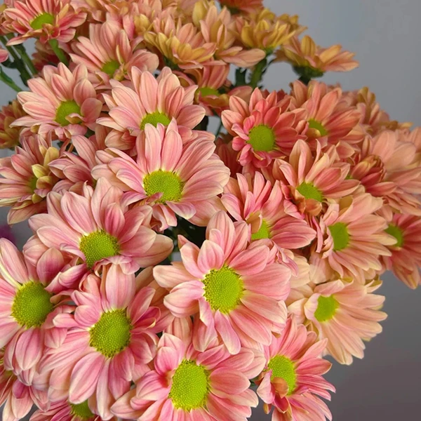 [满两单包邮] 三文鱼橙色小菊1扎 任意两单包邮