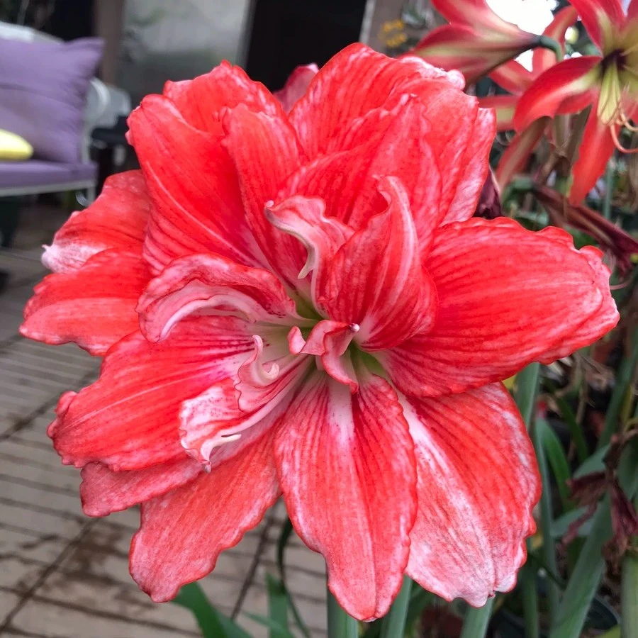 赤水姆 朱顶红 送礼典雅高端花卉