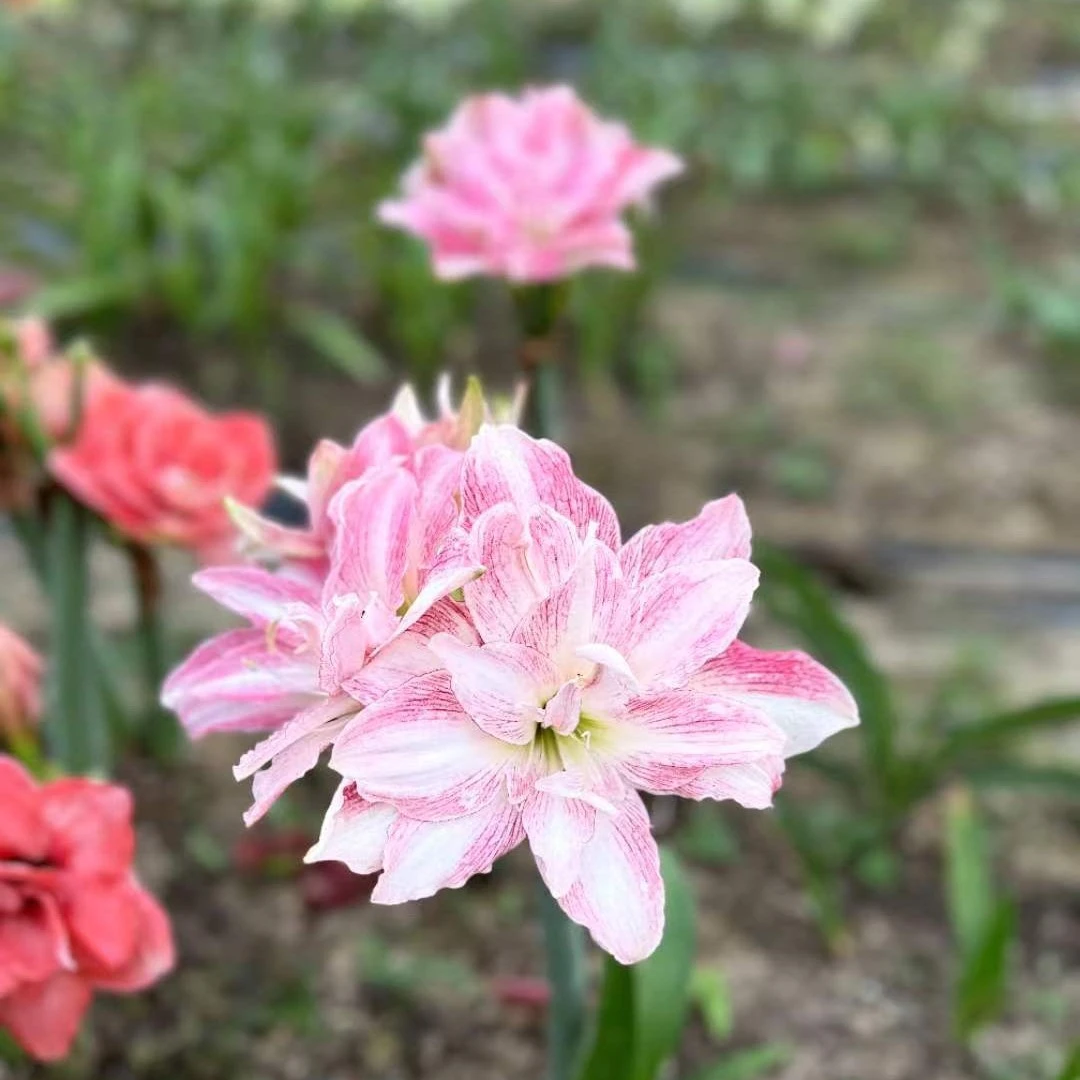 闪亮 澳朱 开花球规格室内外颜色不同  澳大利亚ins网红花