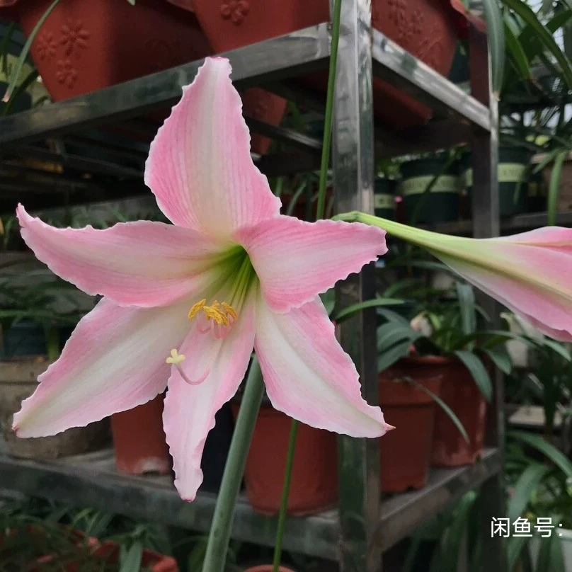 朱顶红 日朱 粉色祝福栽培花卉白色红色