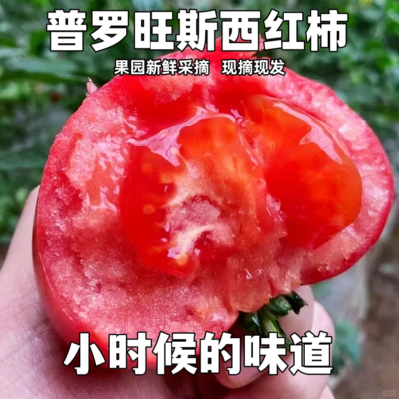 普罗旺斯水果西红柿净重4.5斤自然成熟沙瓤番茄当季新鲜蔬菜