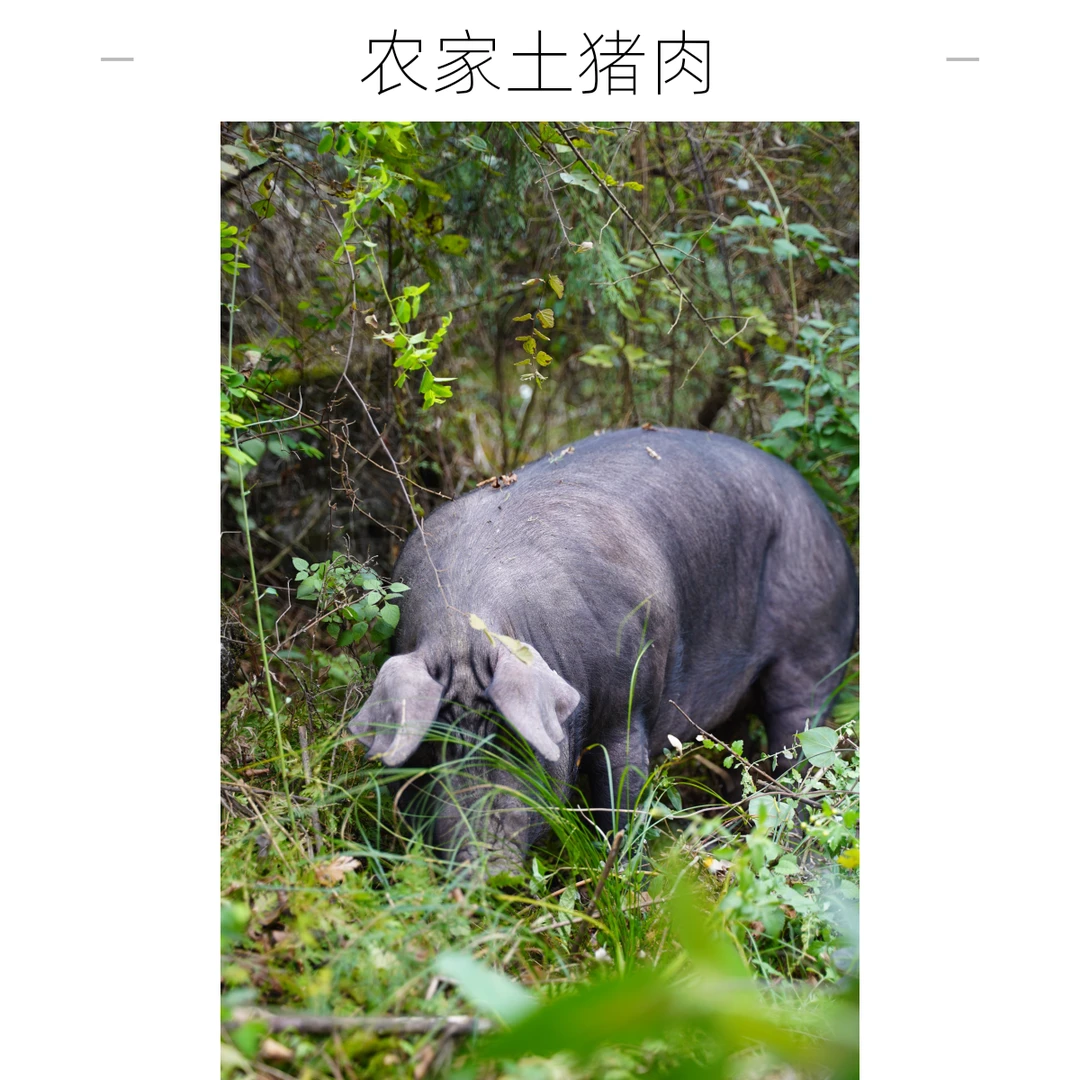 重庆武陵山熟食农家猪肉黑毛猪肥肉(烧皮、断骨请联系客服)