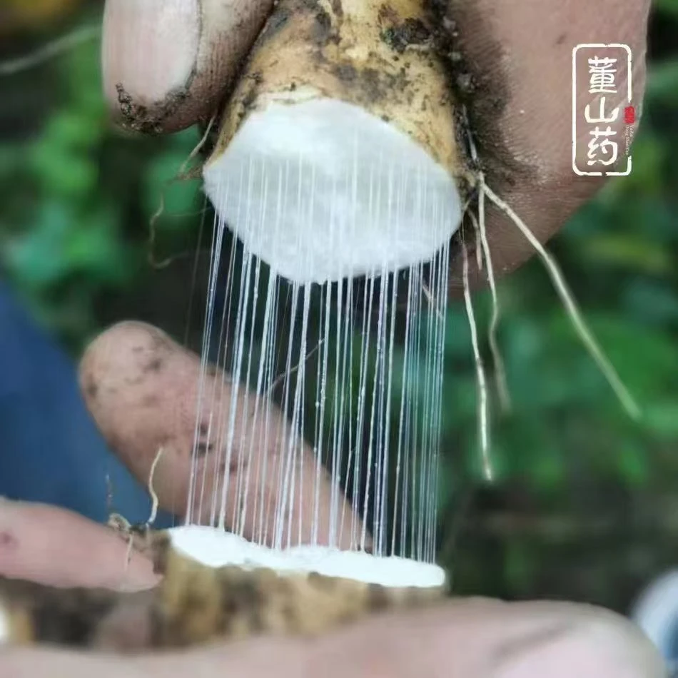 雪山糯山药|海拔2300米以上的野山药，口感香糯，吃一口就忘不了