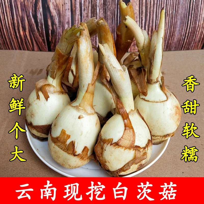 云南新鲜白茨菇农家粉糯慈姑马蹄燕尾姑时令蔬菜茨菇新鲜大茨菇