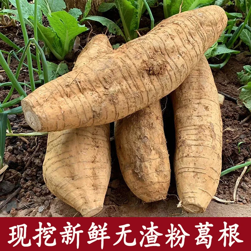云南现挖大山葛根新鲜生吃粉葛根无渣葛署清甜粉糯煲汤野生葛根片