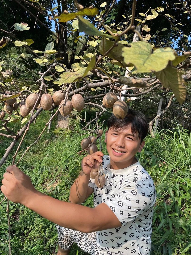 苗寨农家种植猕猴桃