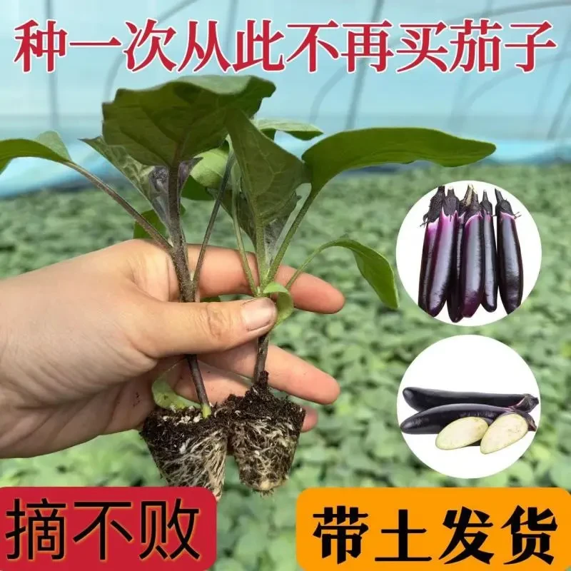 茄子苗杭茄苗紫长茄绿黑圆茄蔬菜秧苗四季辣椒苗番茄苗盆栽苗