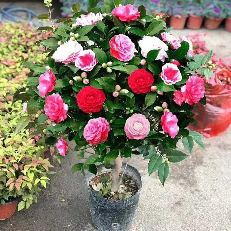 W带花苞五色赤丹山茶花树苗耐寒不怕冻年宵花南北方种植家庭好养