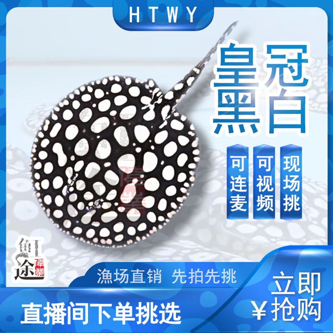 【一物一拍】黑白魟鱼鲜活活物饲养混养肉食热带养殖发货
