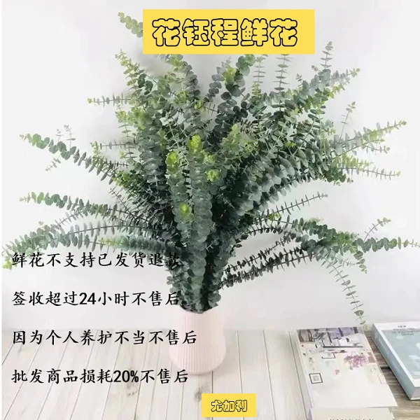 尤加利叶 任意2单或2单以上包邮发货  基地鲜花