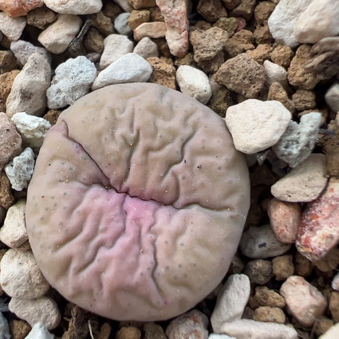 21多肉植物百科知识