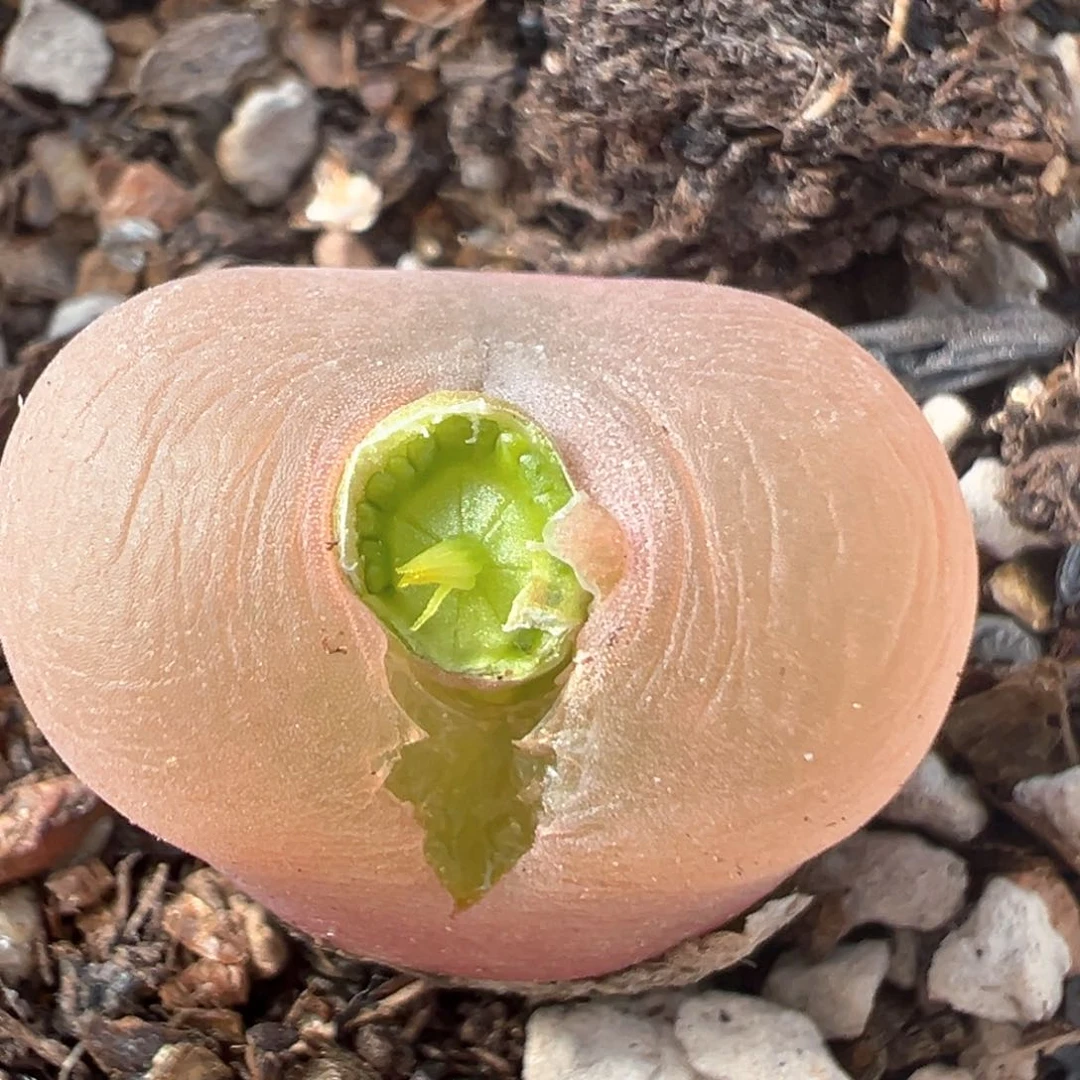 78多肉植物百科知识
