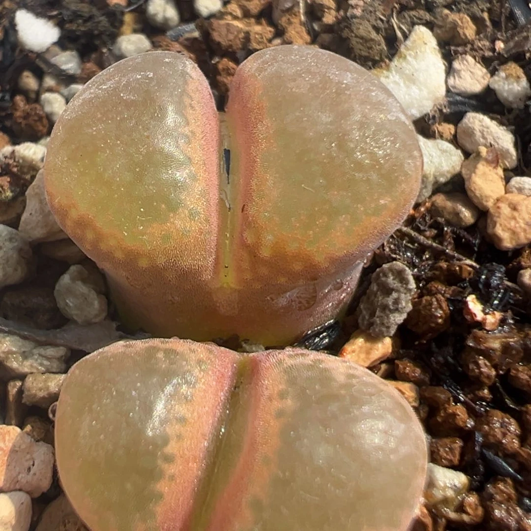 117多肉植物百科知识