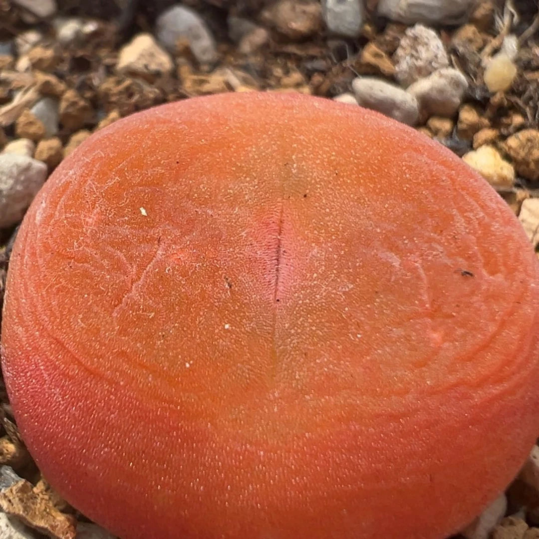 吻*103多肉植物百科知识