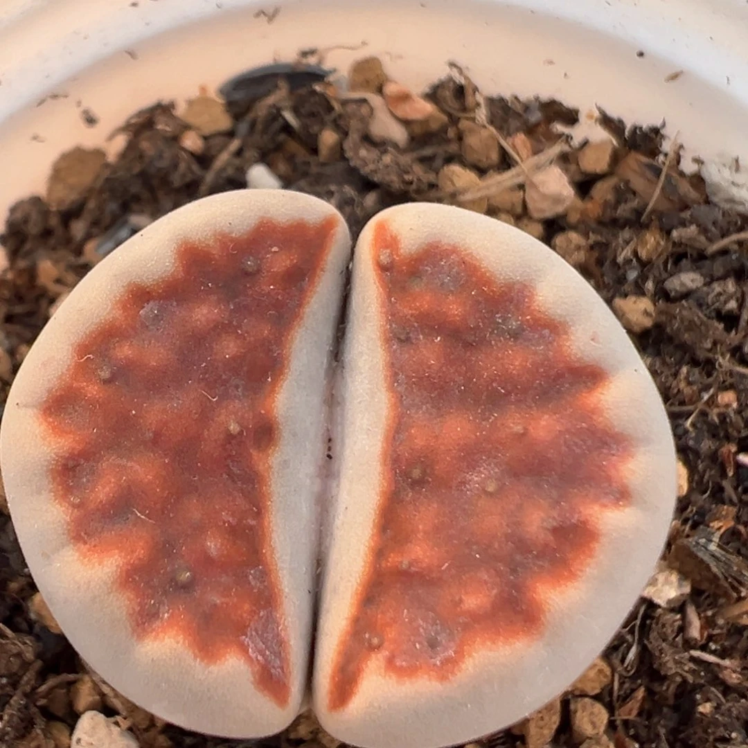 156多肉植物百科知识