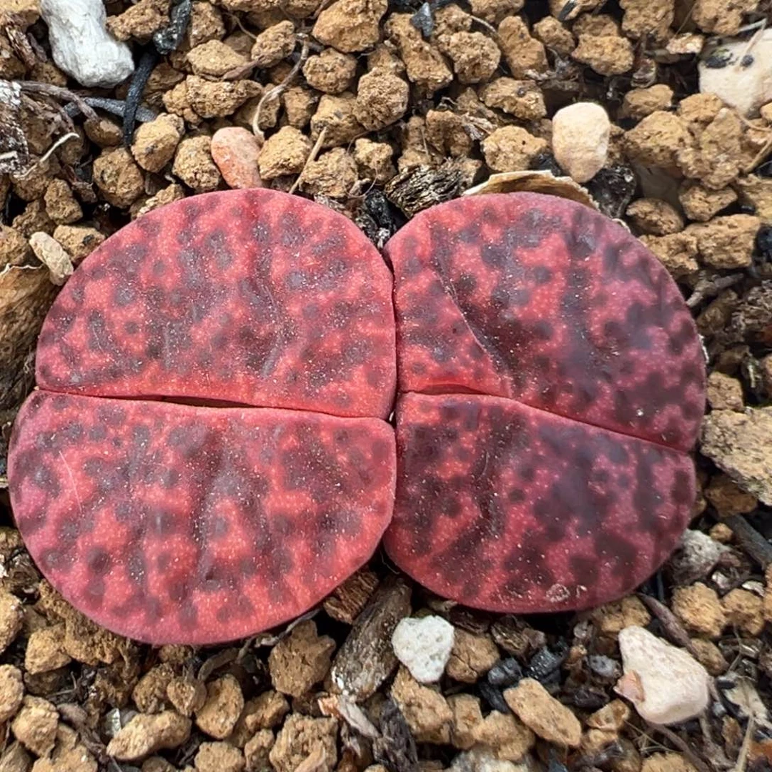 77多肉植物百科知识