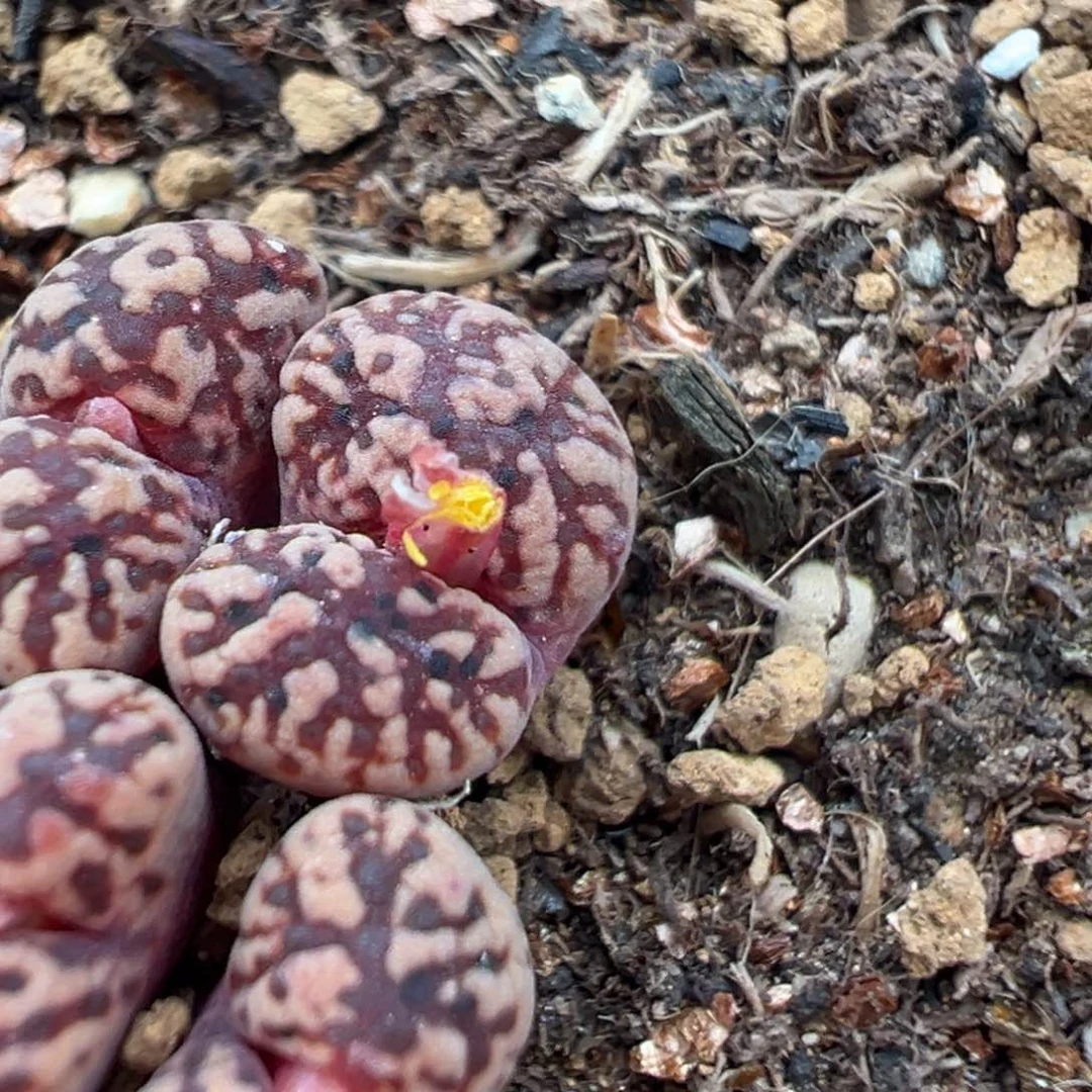 烟**舞67多肉植物百科知识