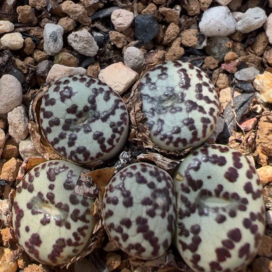 218多肉植物百科知识