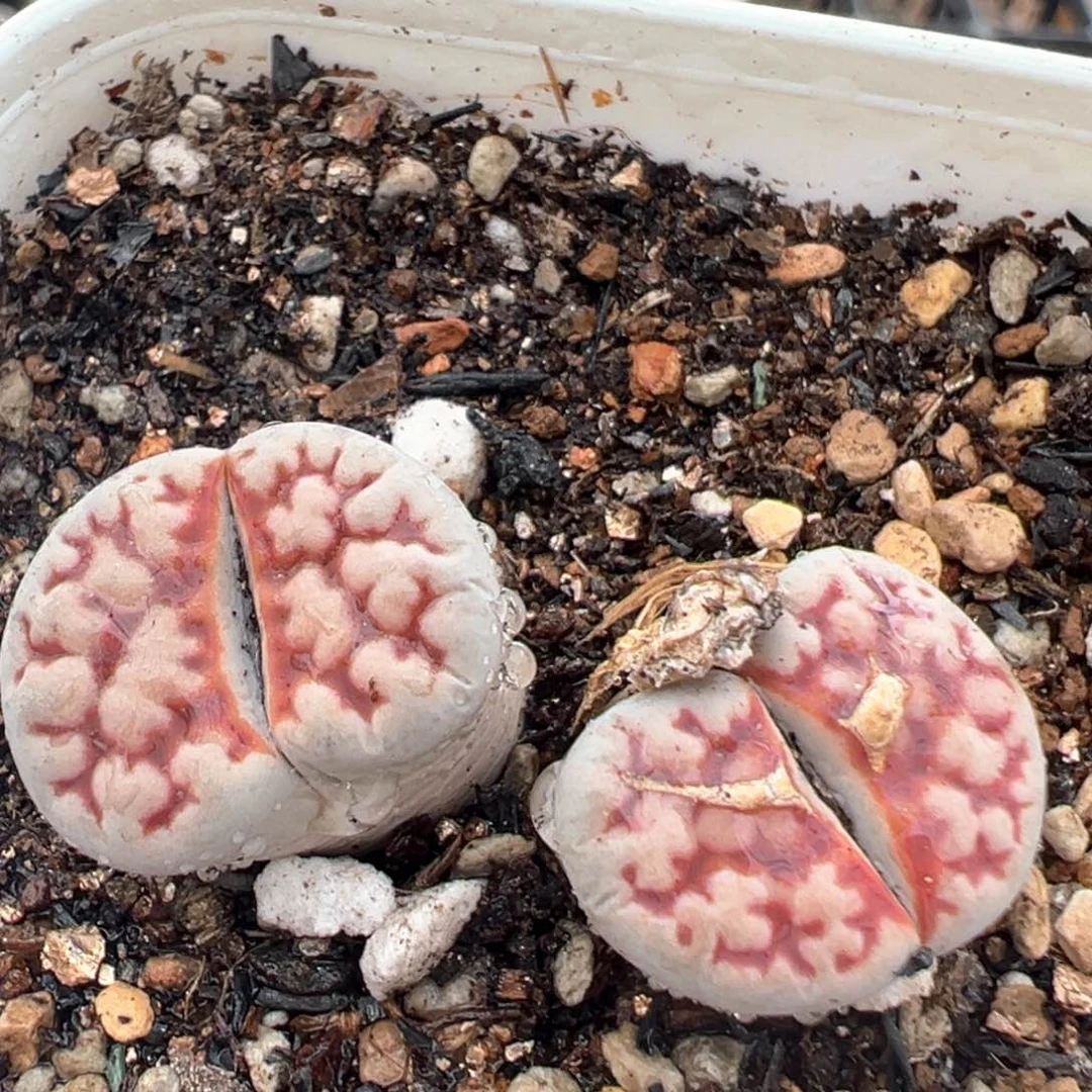 166多肉植物百科知识