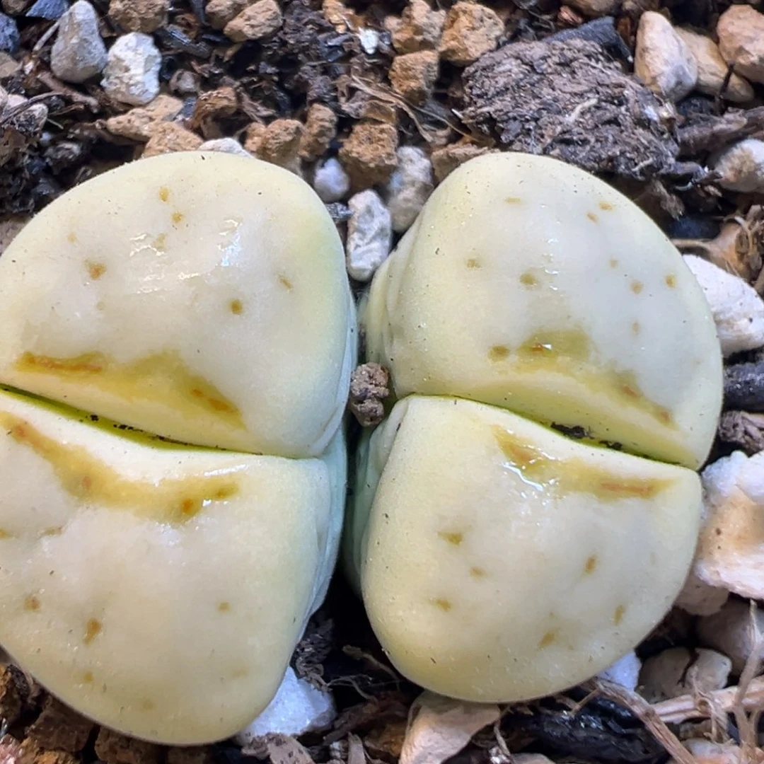 56多肉植物百科知识