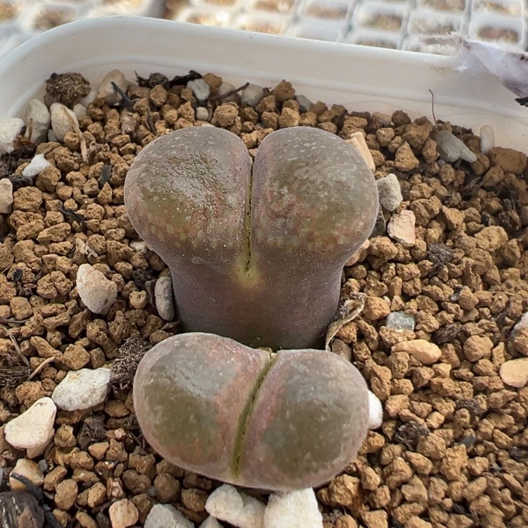129多肉植物百科知识