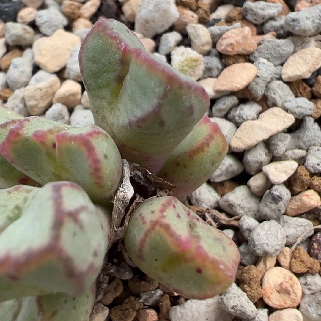 106多肉植物百科知识