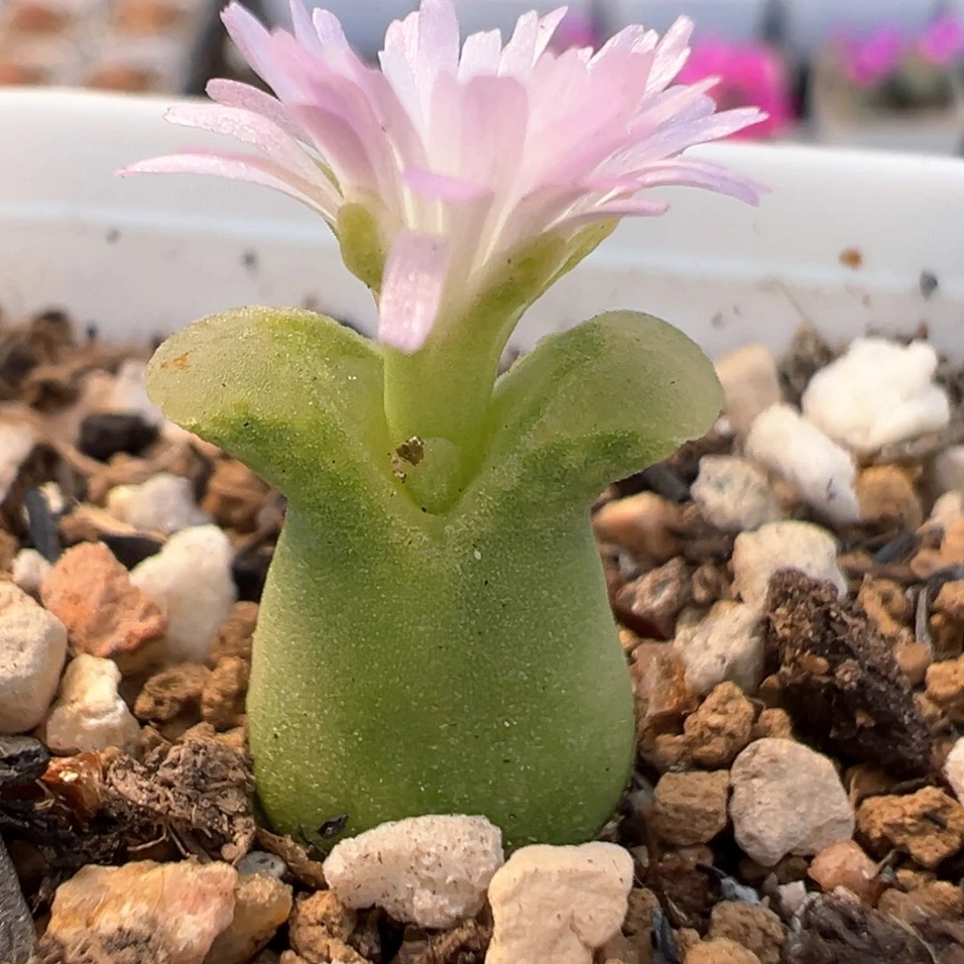 109多肉植物百科知识