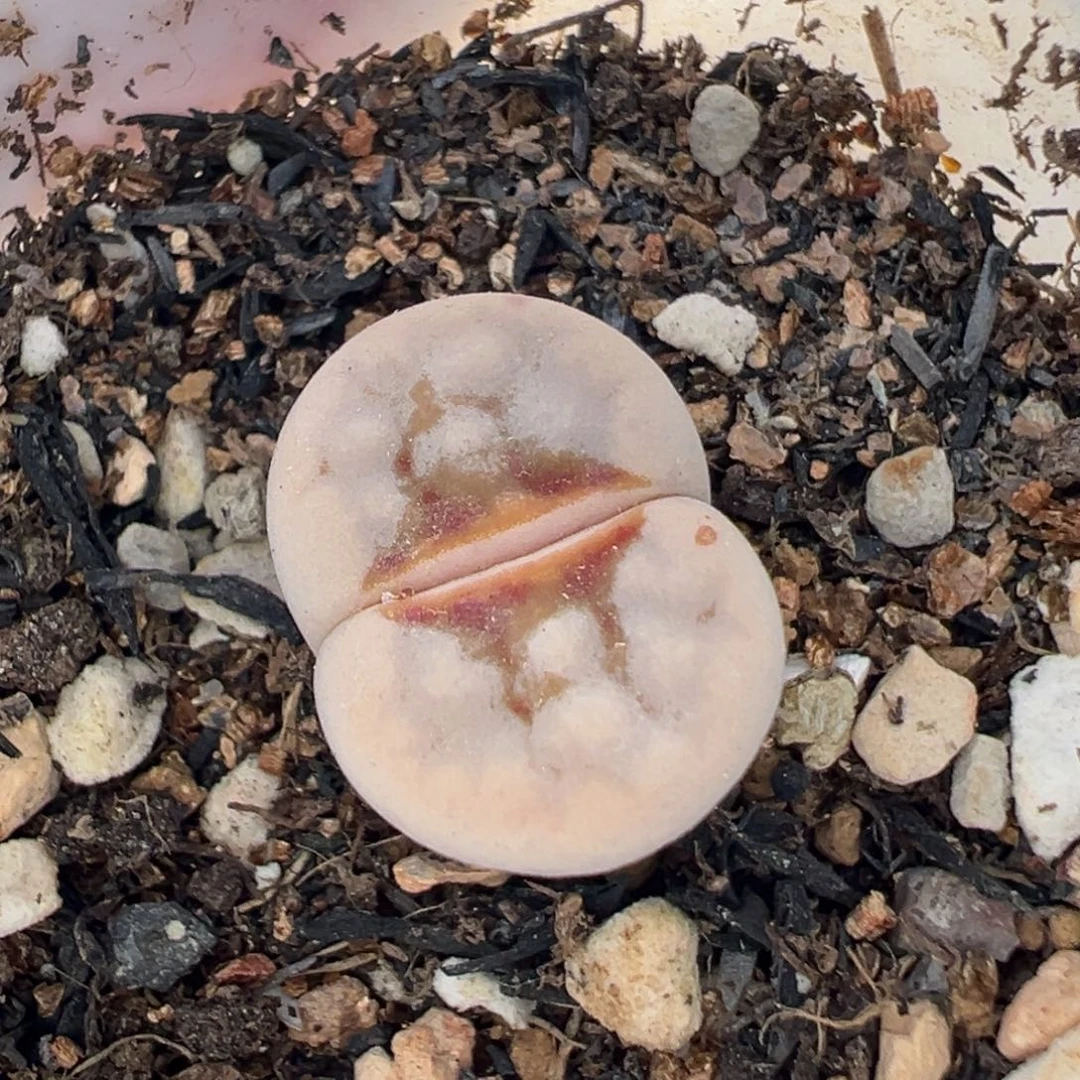 290149多肉植物种类