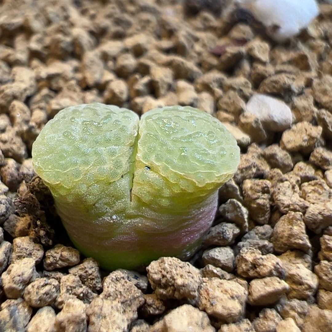 65多肉植物百科知识