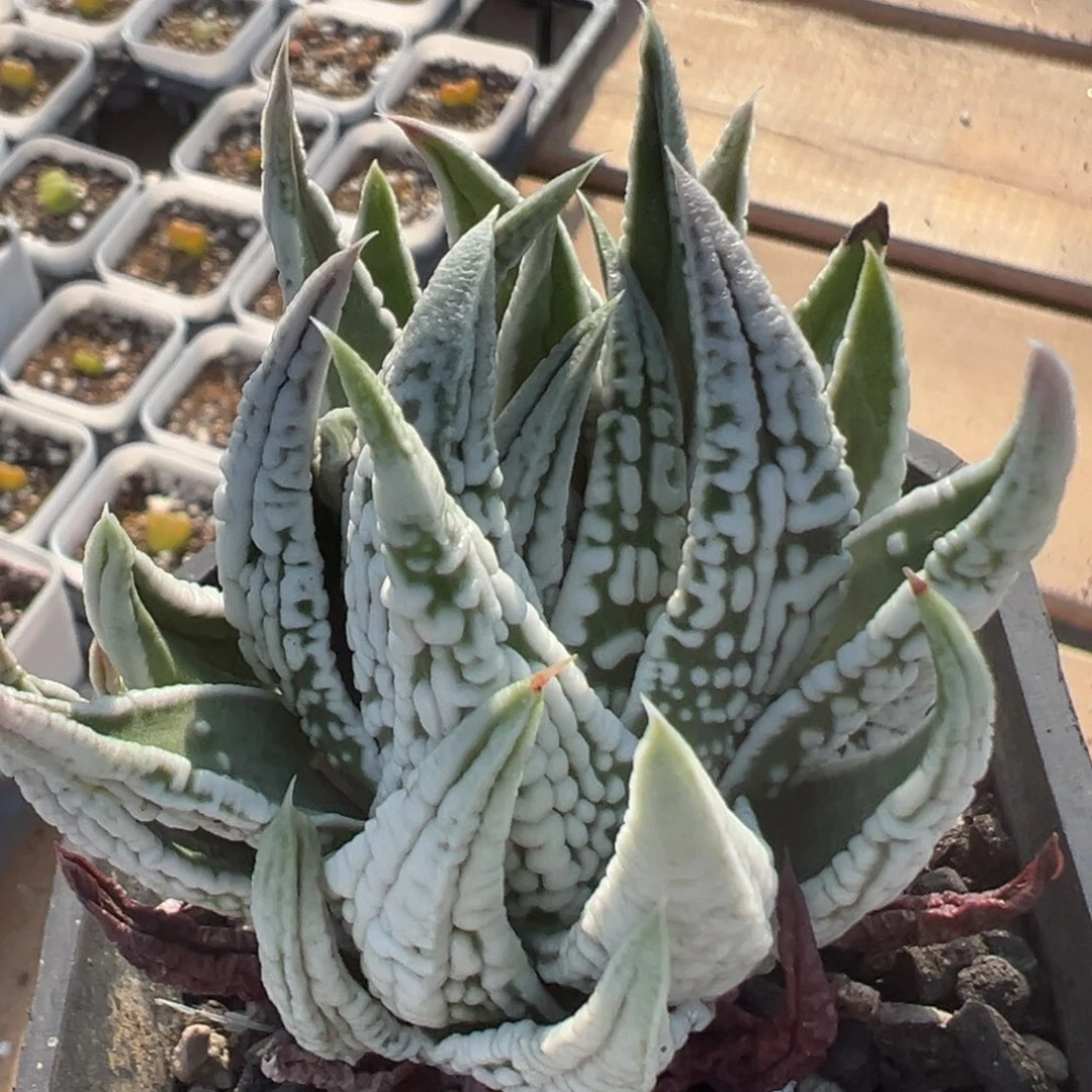 68多肉植物百科皇帝